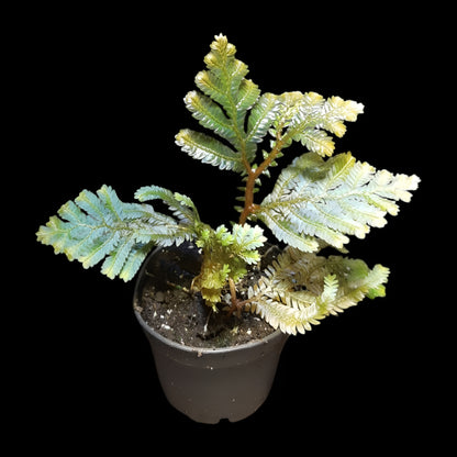 Selaginella willdenowii