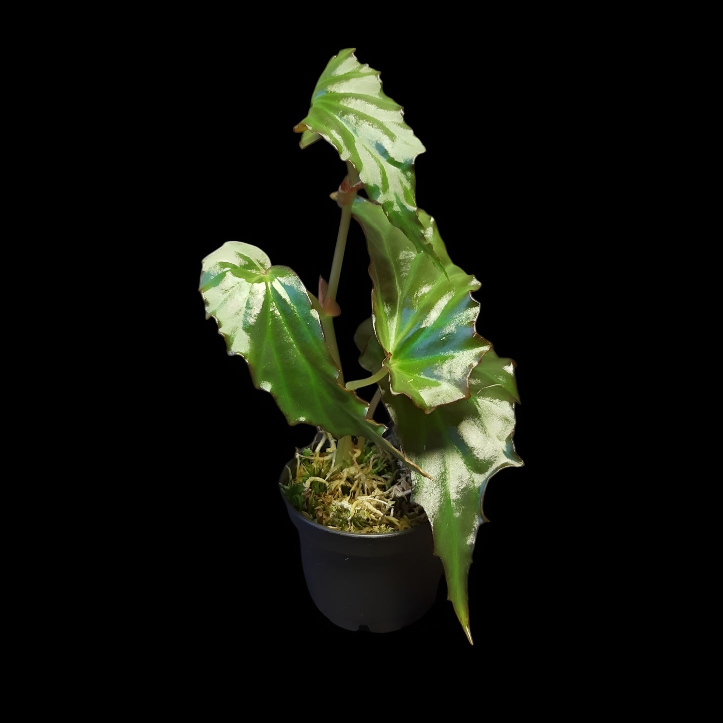 Begonia borneensis