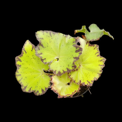 Begonia bowerae