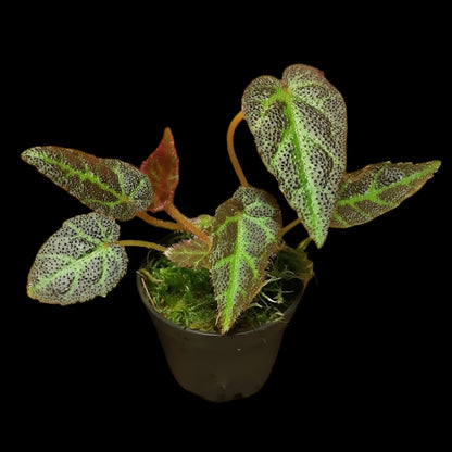 Begonia Sumatra utara