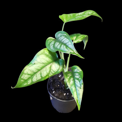 Monstera siltepecana