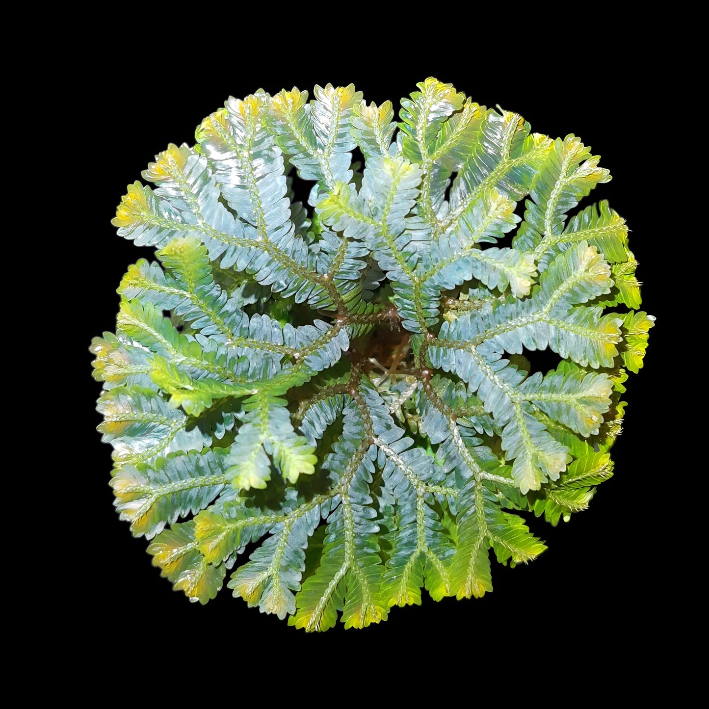 Selaginella intermedia