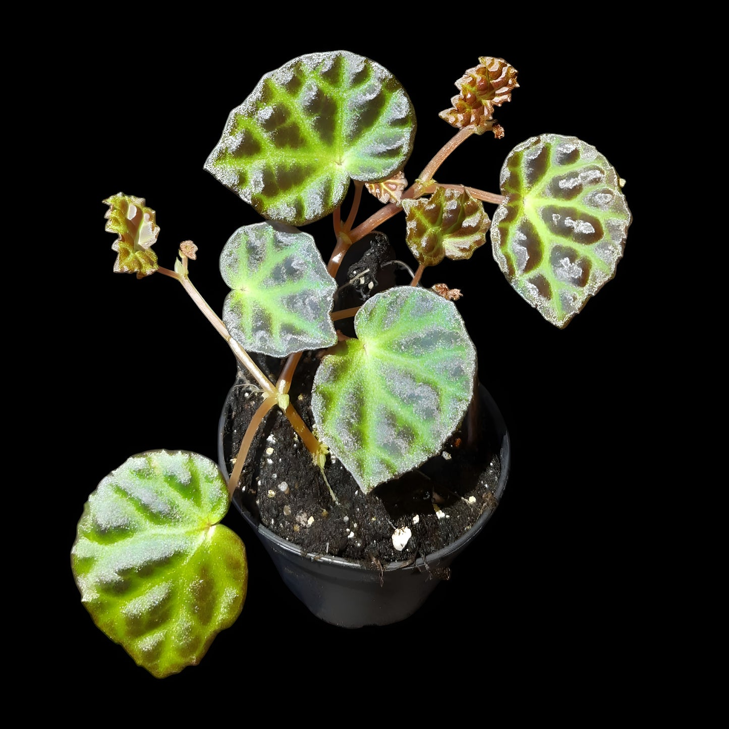 Begonia sarawak × dracopelta