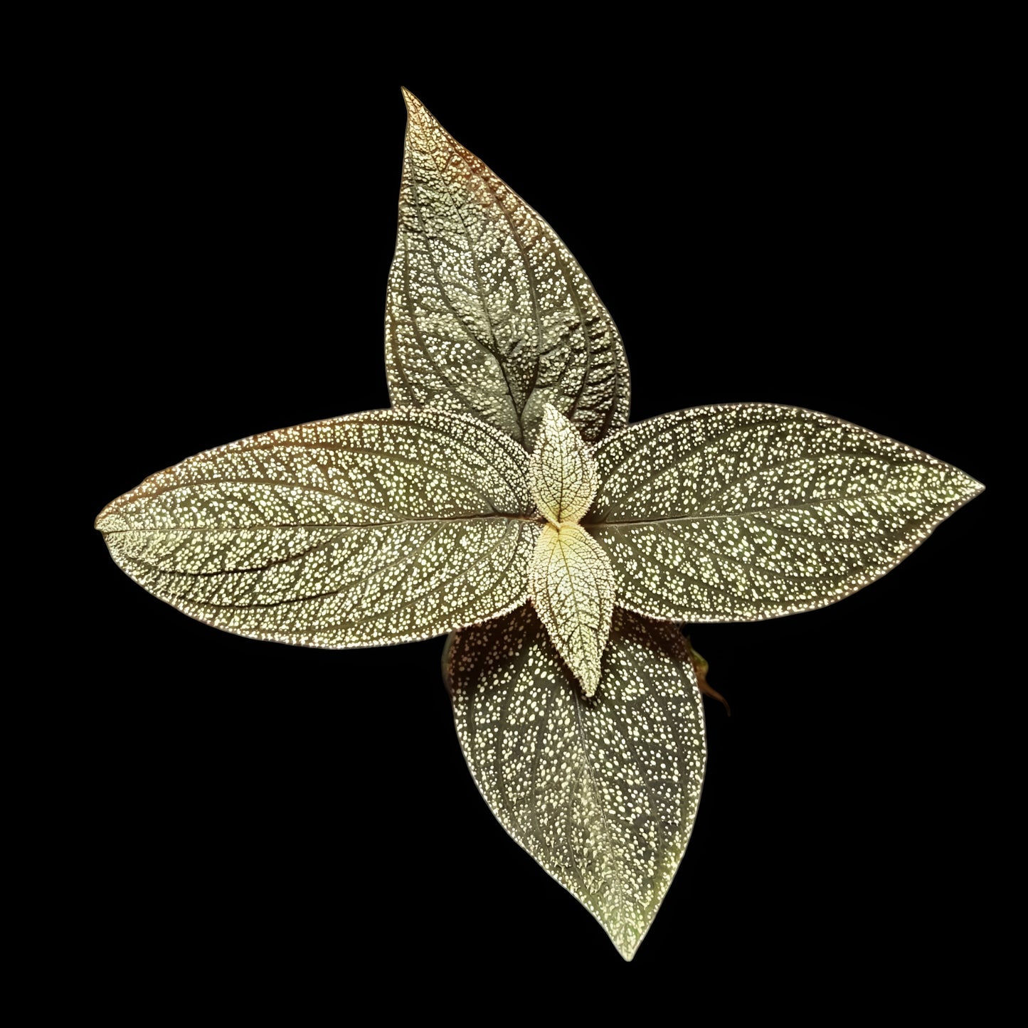 Sonerila phitsanulok