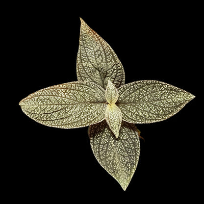 Sonerila phitsanulok