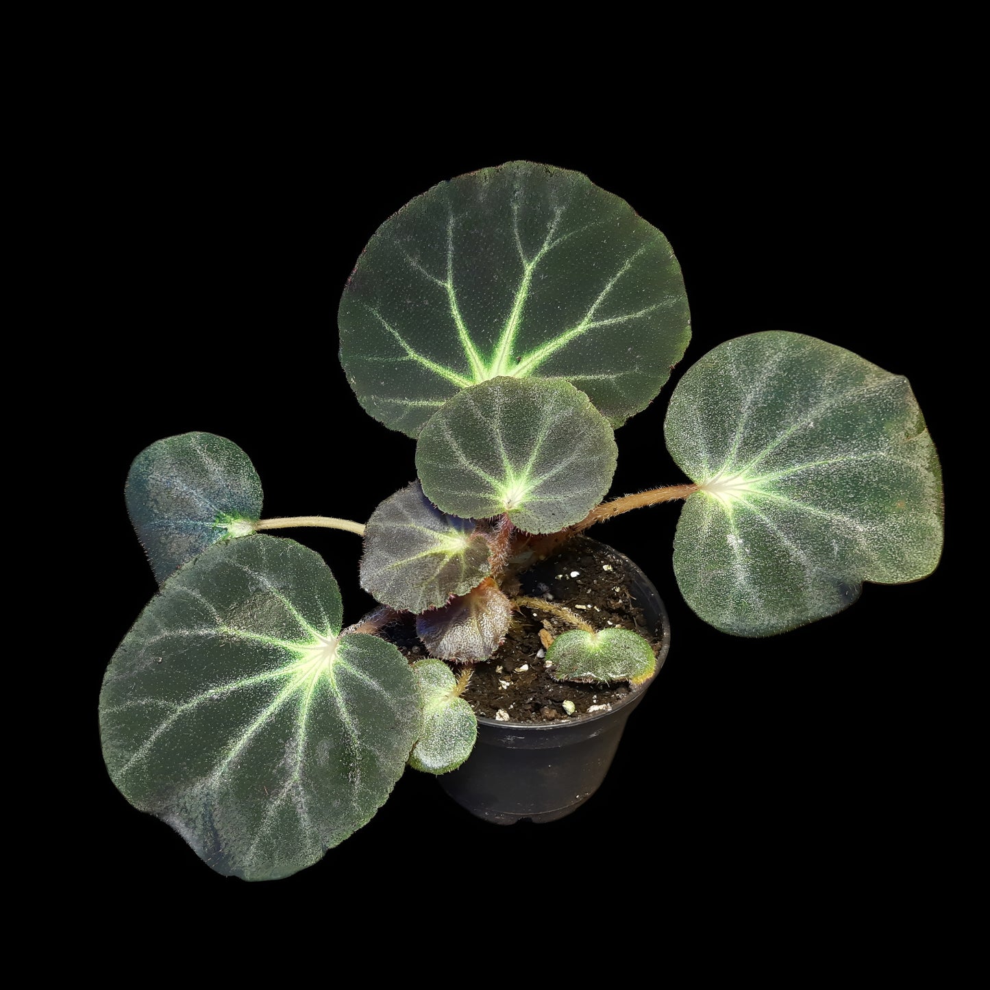 Rarität! Begonia subacida