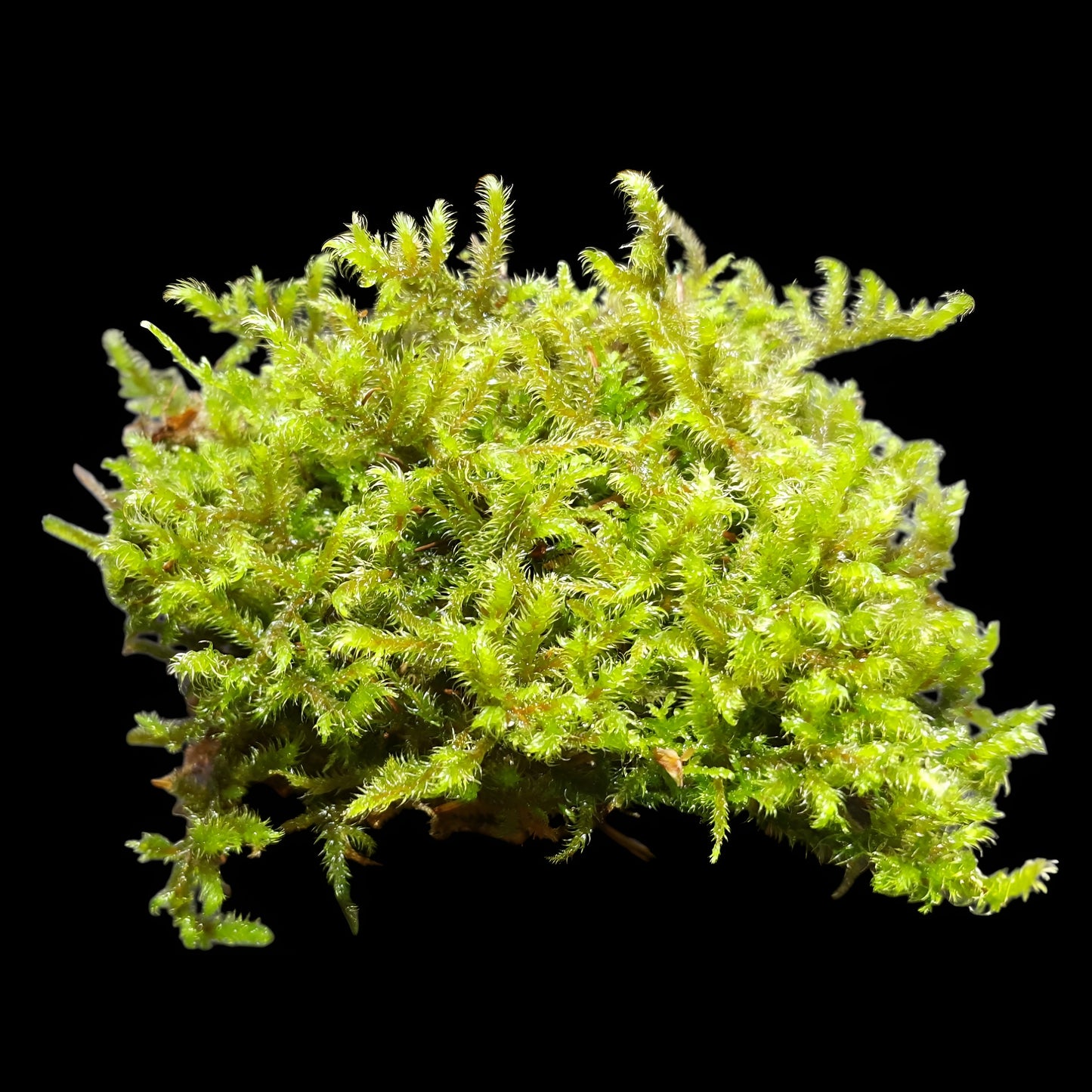 Rhytidiadelphus loreus Schöner Runzelpeter