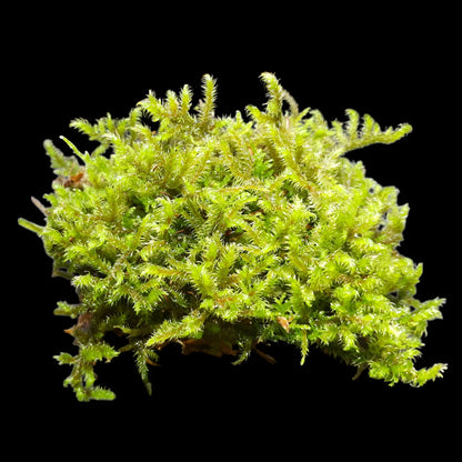 Rhytidiadelphus loreus Schöner Runzelpeter