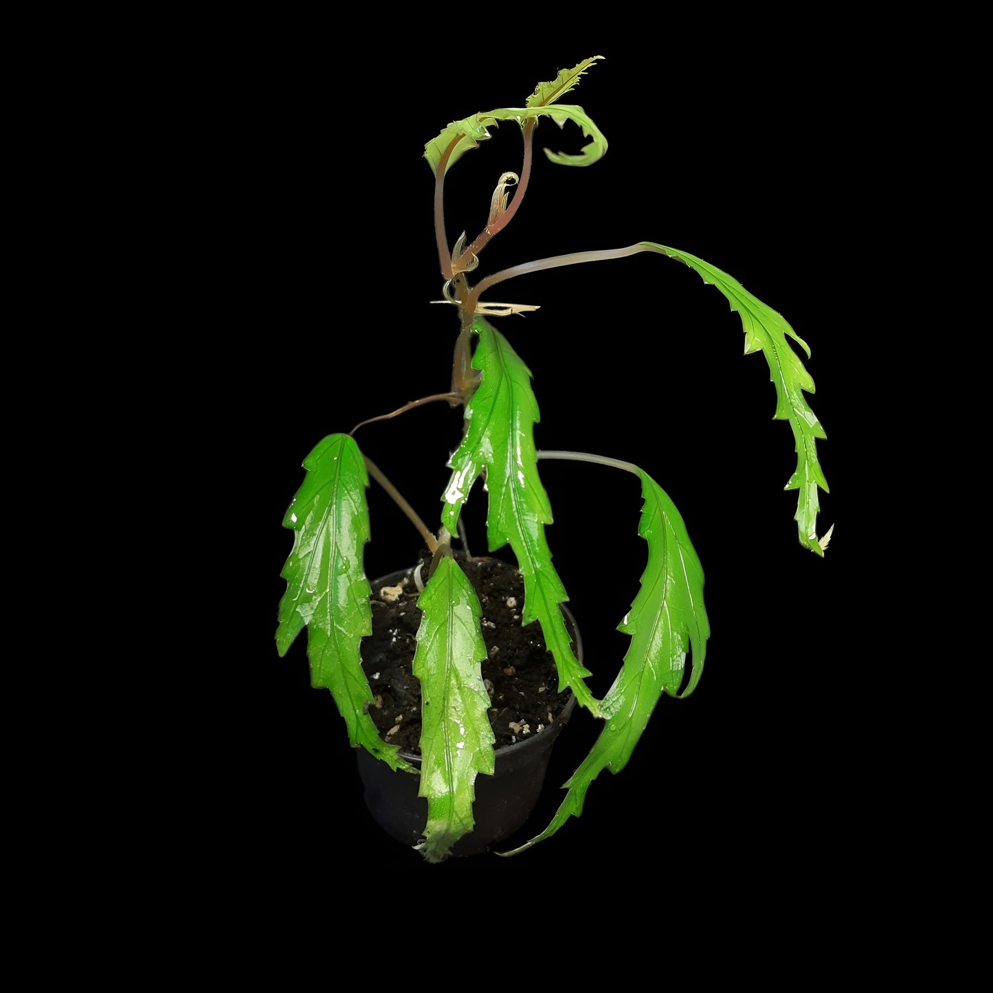 Begonia henrilaportei (Miniaturbegonie)