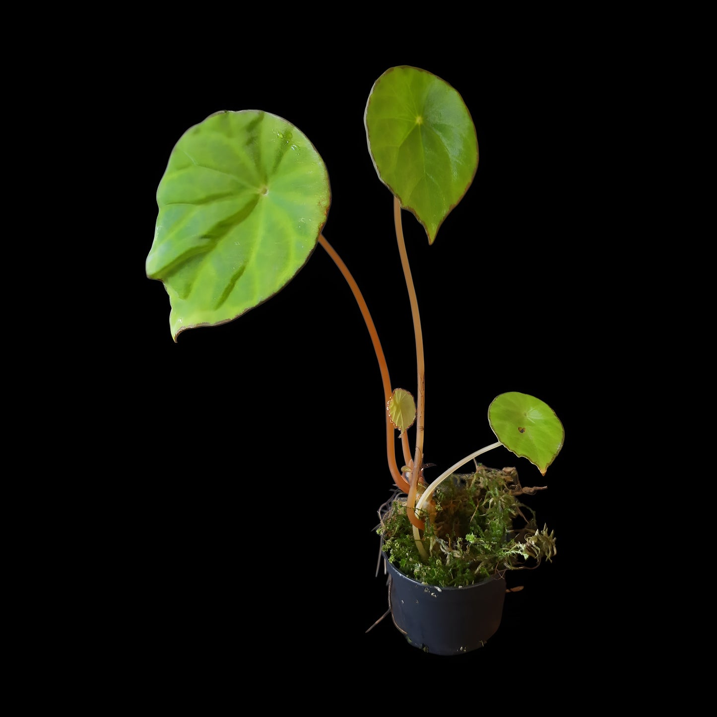 Begonia scapigera