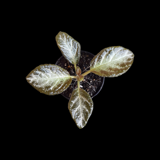 Episcia pink panther