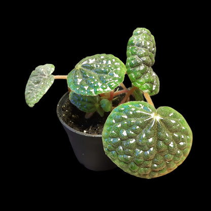 Begonia bullatifolia