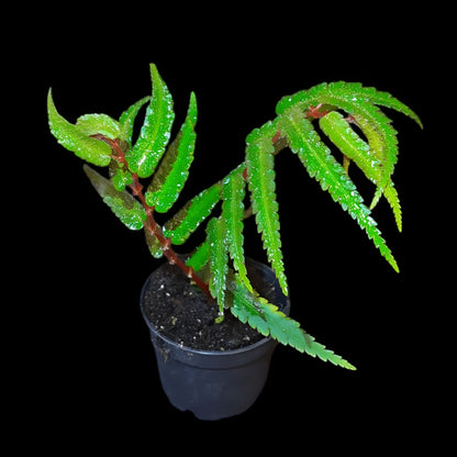 Begonia pteridiformis 'Red' 'dark'