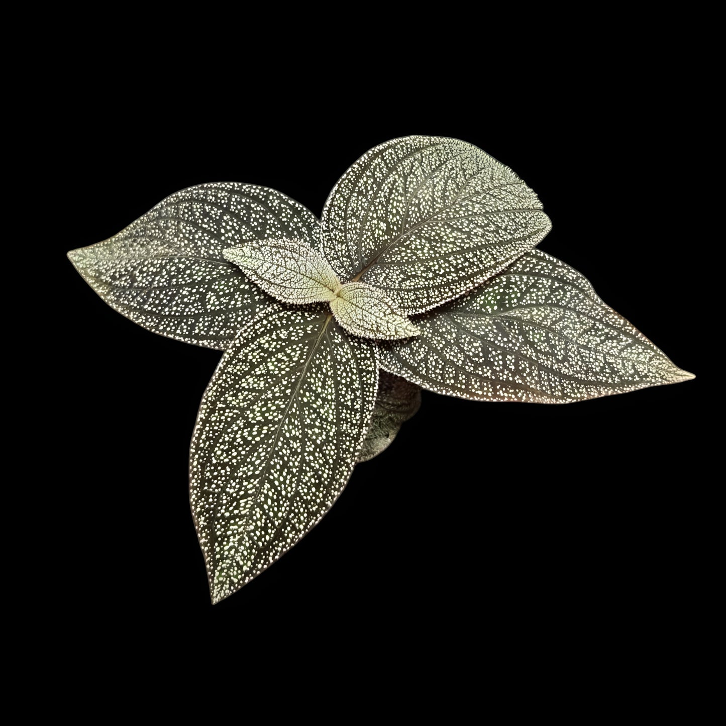 Sonerila phitsanulok