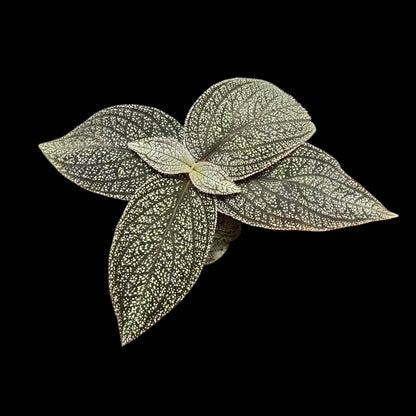 Sonerila phitsanulok