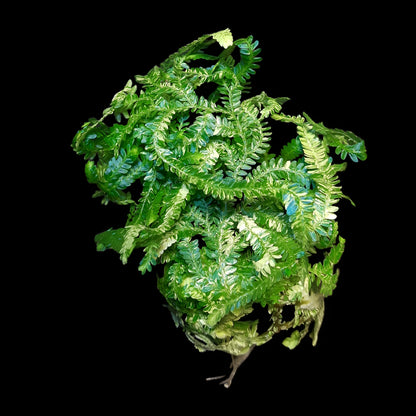 Selaginella willdenowii variegata, variegated kaufen
