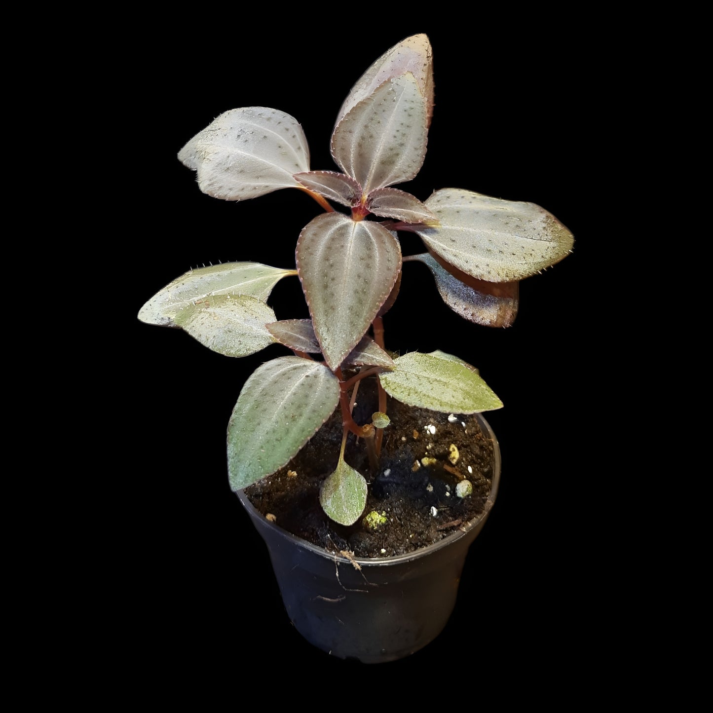 Arthrostemma parvifolium