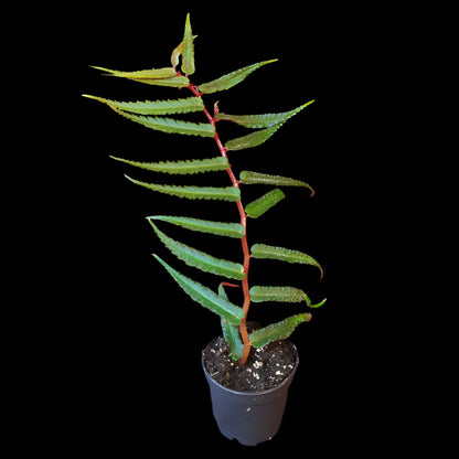 Begonia pteridiformis 'Red' 'dark'