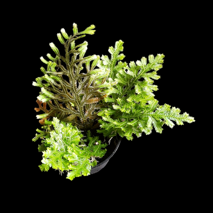 Selaginella vogelii