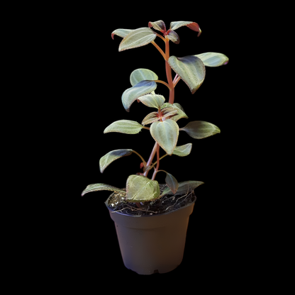 Arthrostemma parvifolium