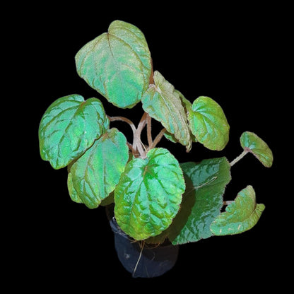 Seltene Begonia bac kan hahiepiana – irisierende Rarität aus Vietnam 🌿