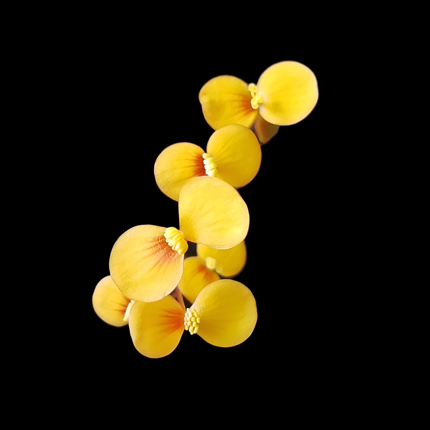 Begonia vankerckhovenii, (Miniaturbegonie)