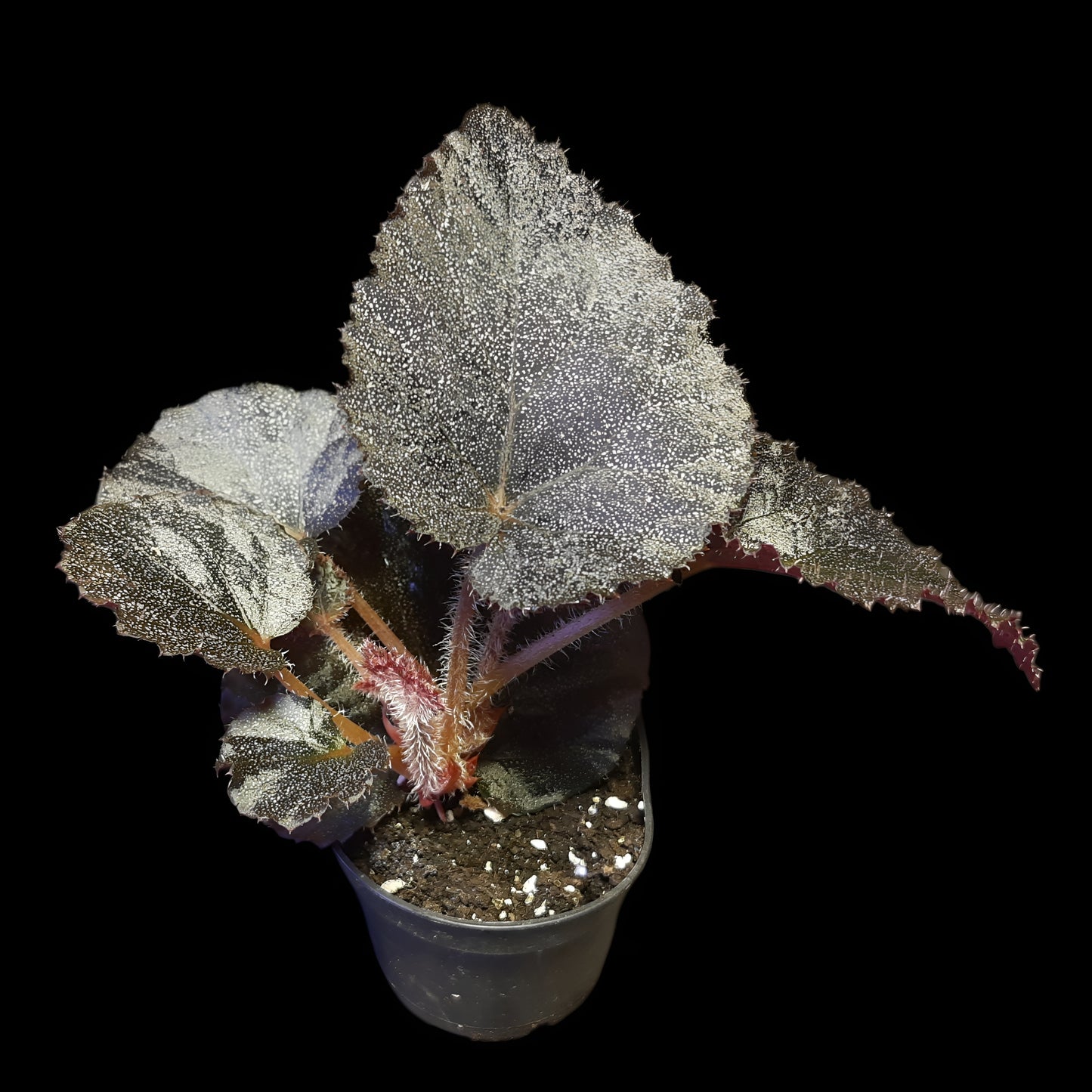 Begonia Taconite