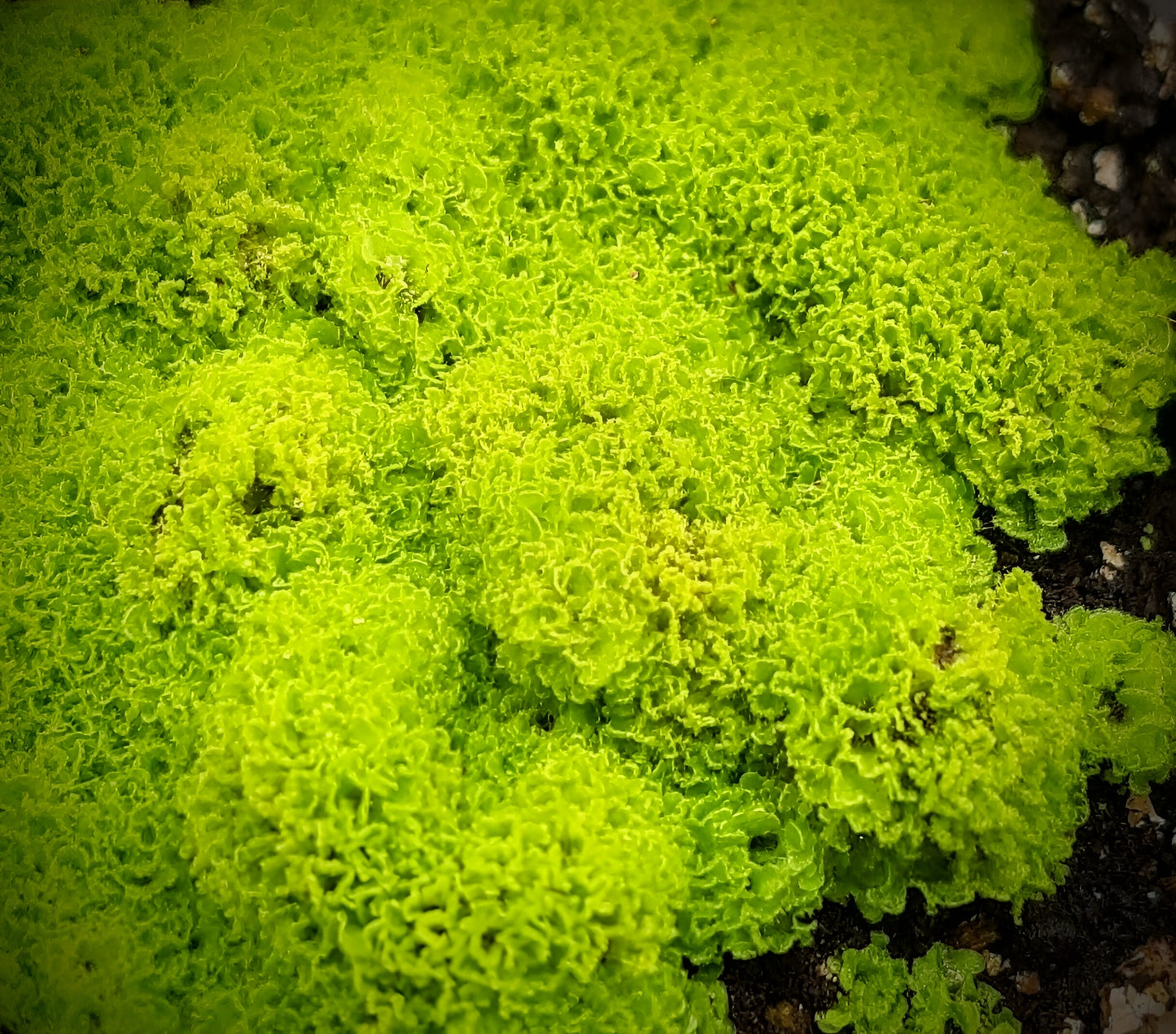 Rarität! Antrophyum cf. plantagineum, Mini Farn, (Bodendecker und Rückwandbegrünung)