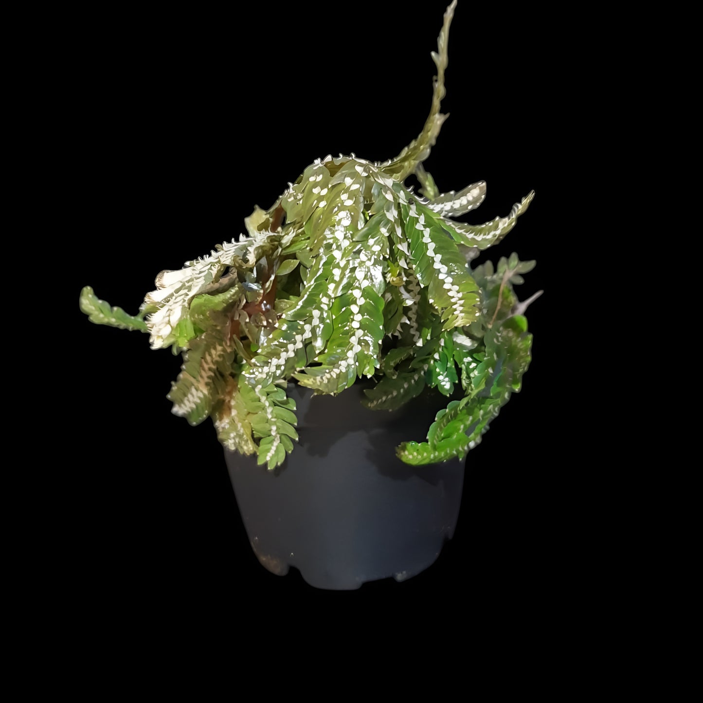 Selaginella picta