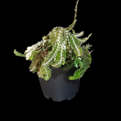 Selaginella picta