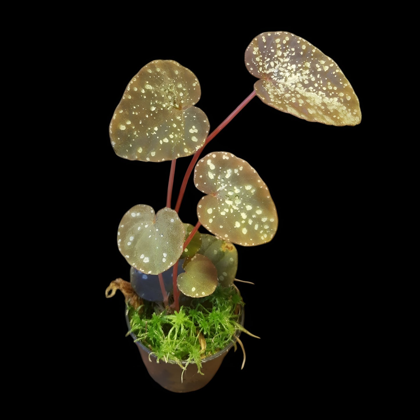 Begonia variablis