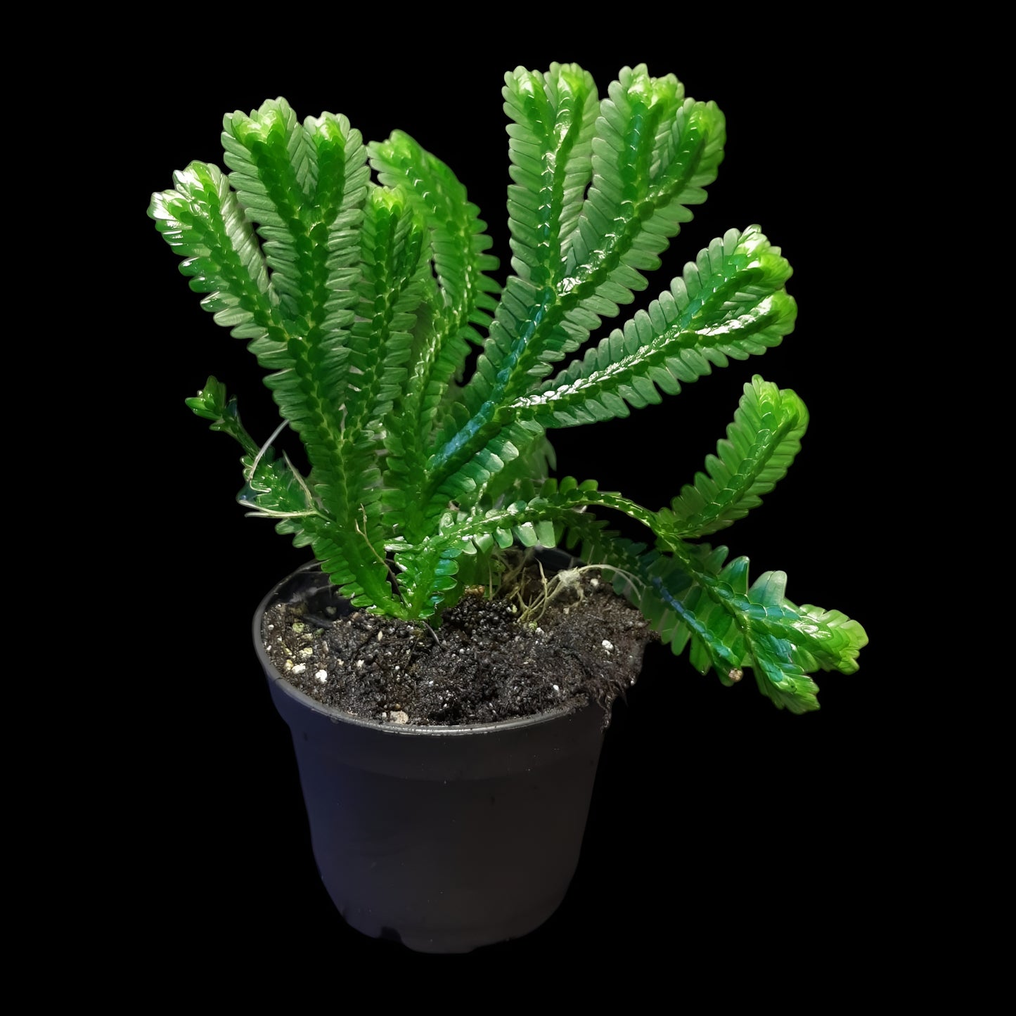 Selaginella brooksii