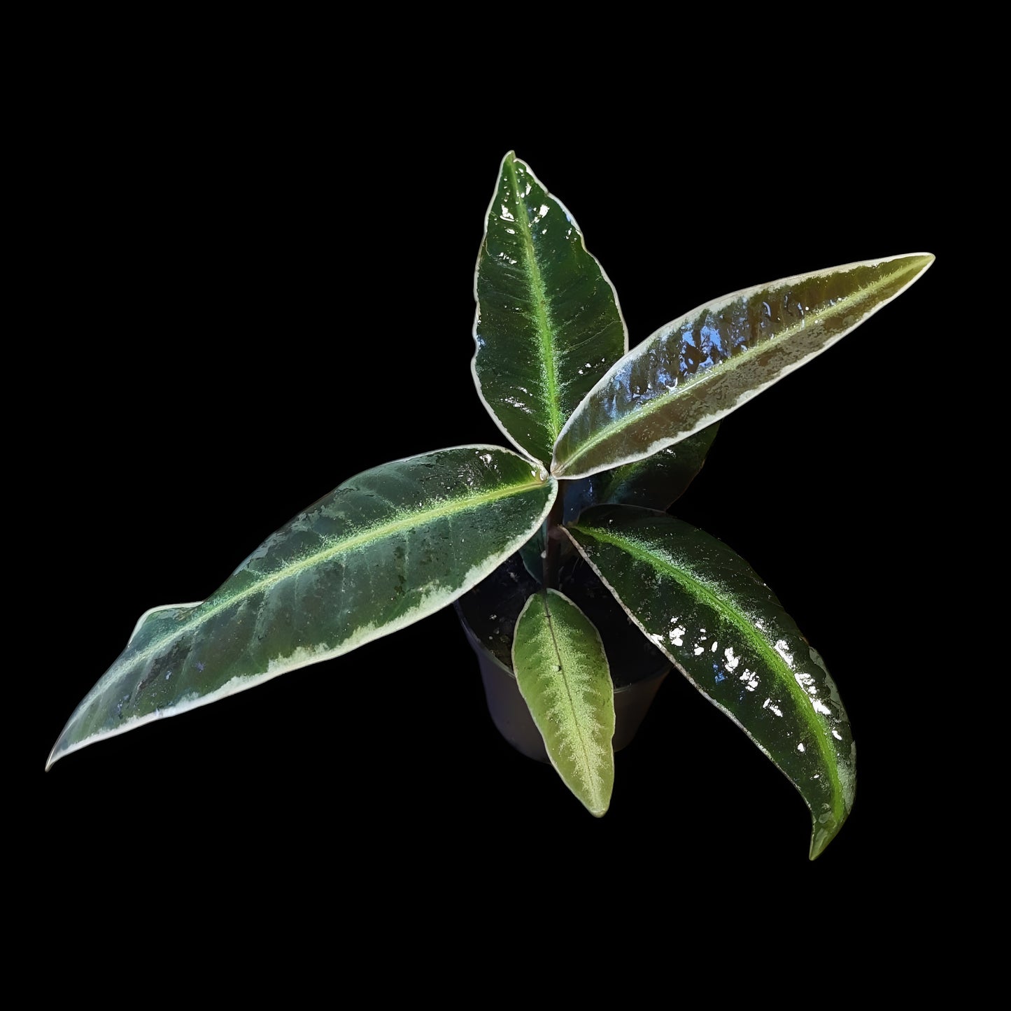 Labisia pumila?, Ardisia
