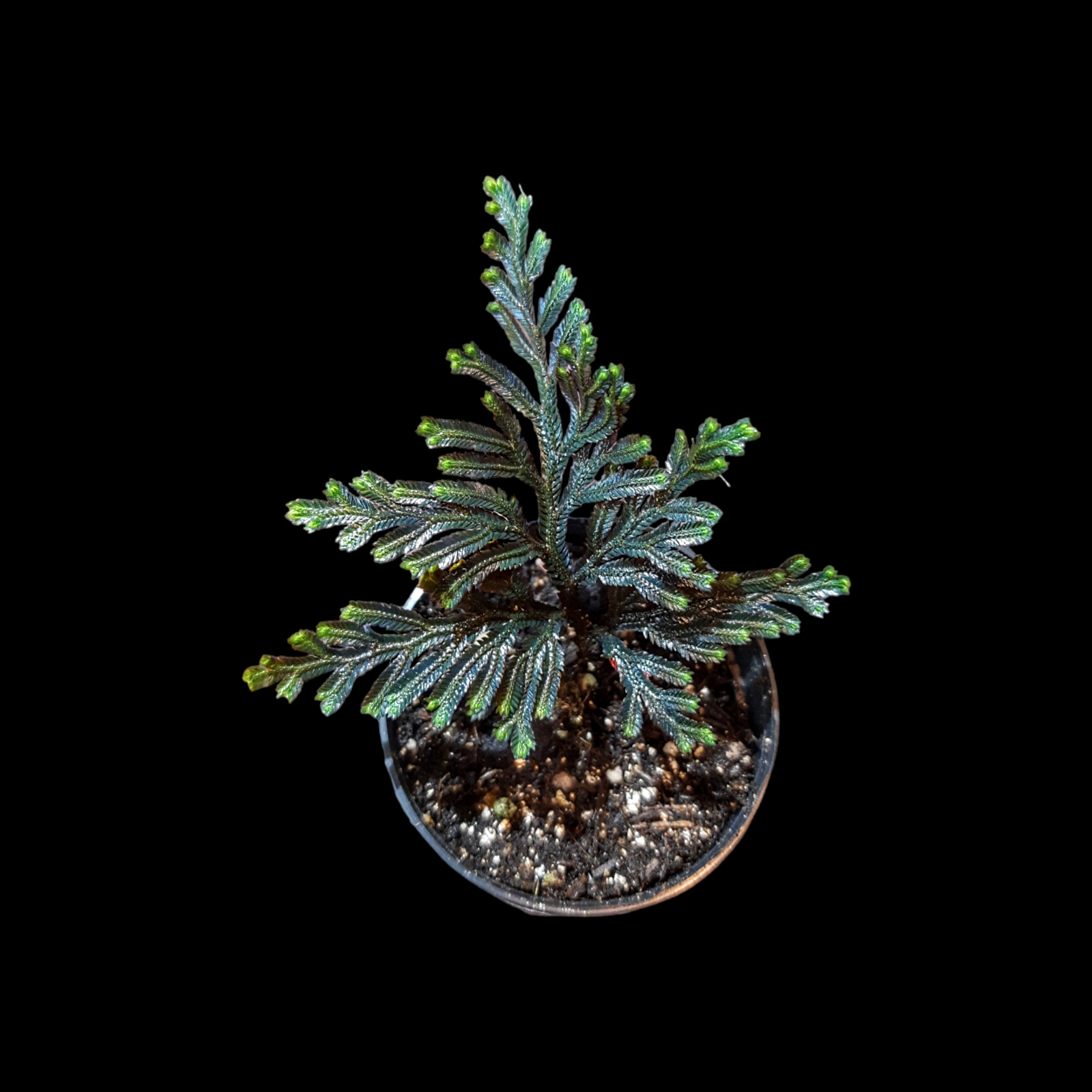 Selaginella erythropus Pflanze im Topf