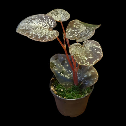 Begonia variablis
