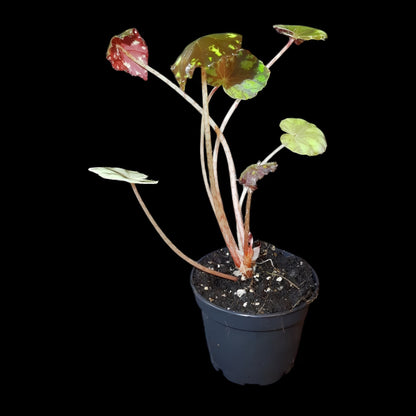 Begonia bowerae tiger