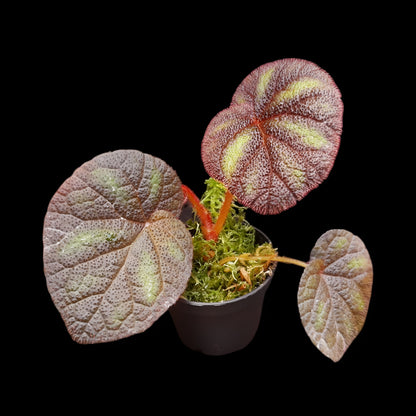 Begonia versicolor