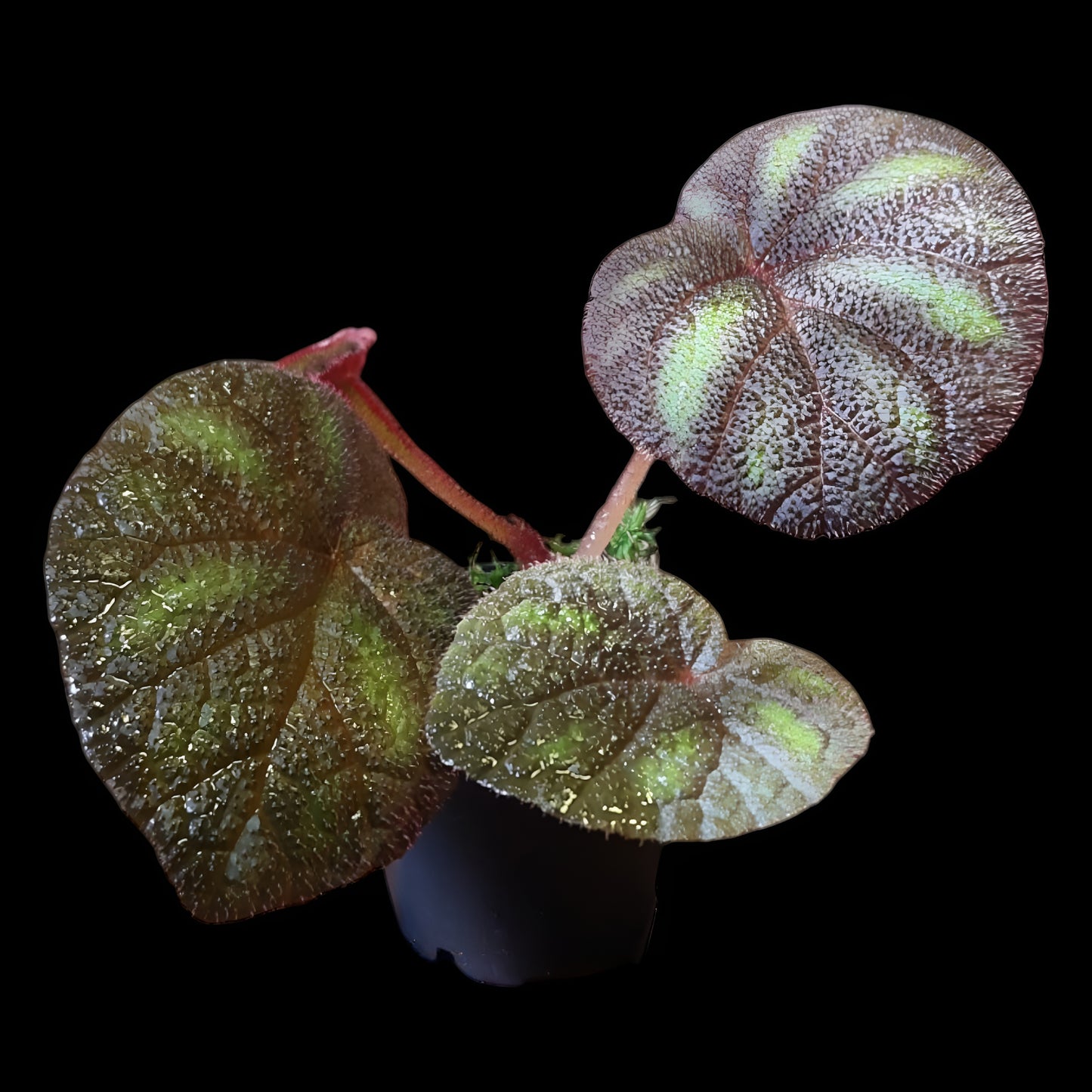Begonia versicolor
