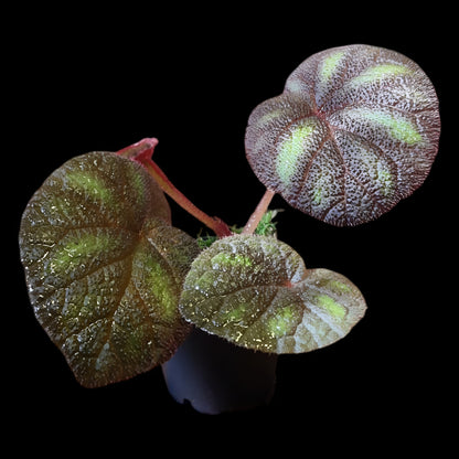 Begonia versicolor