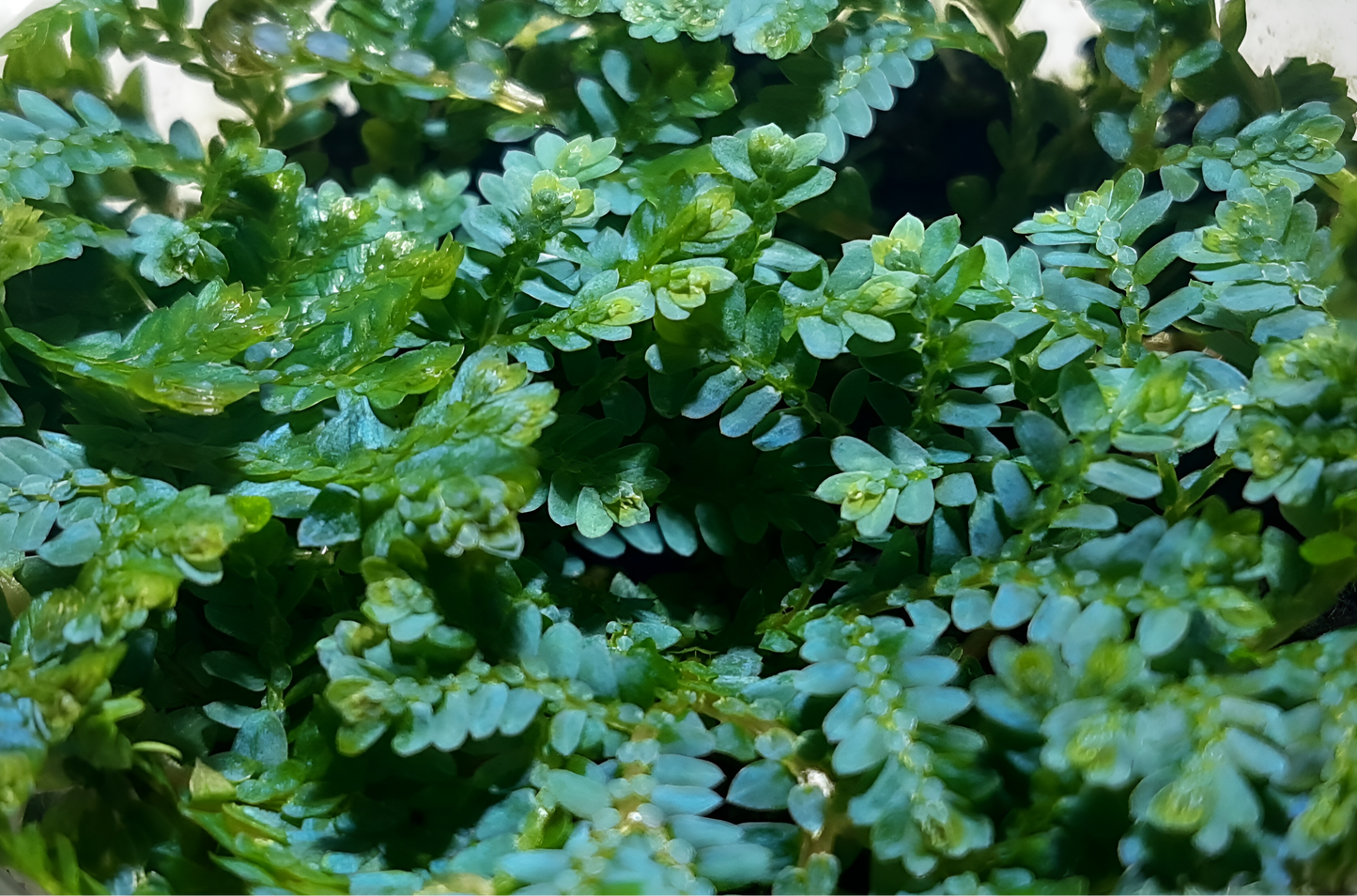 Selaginella uncinata, tropischer Bodendecker