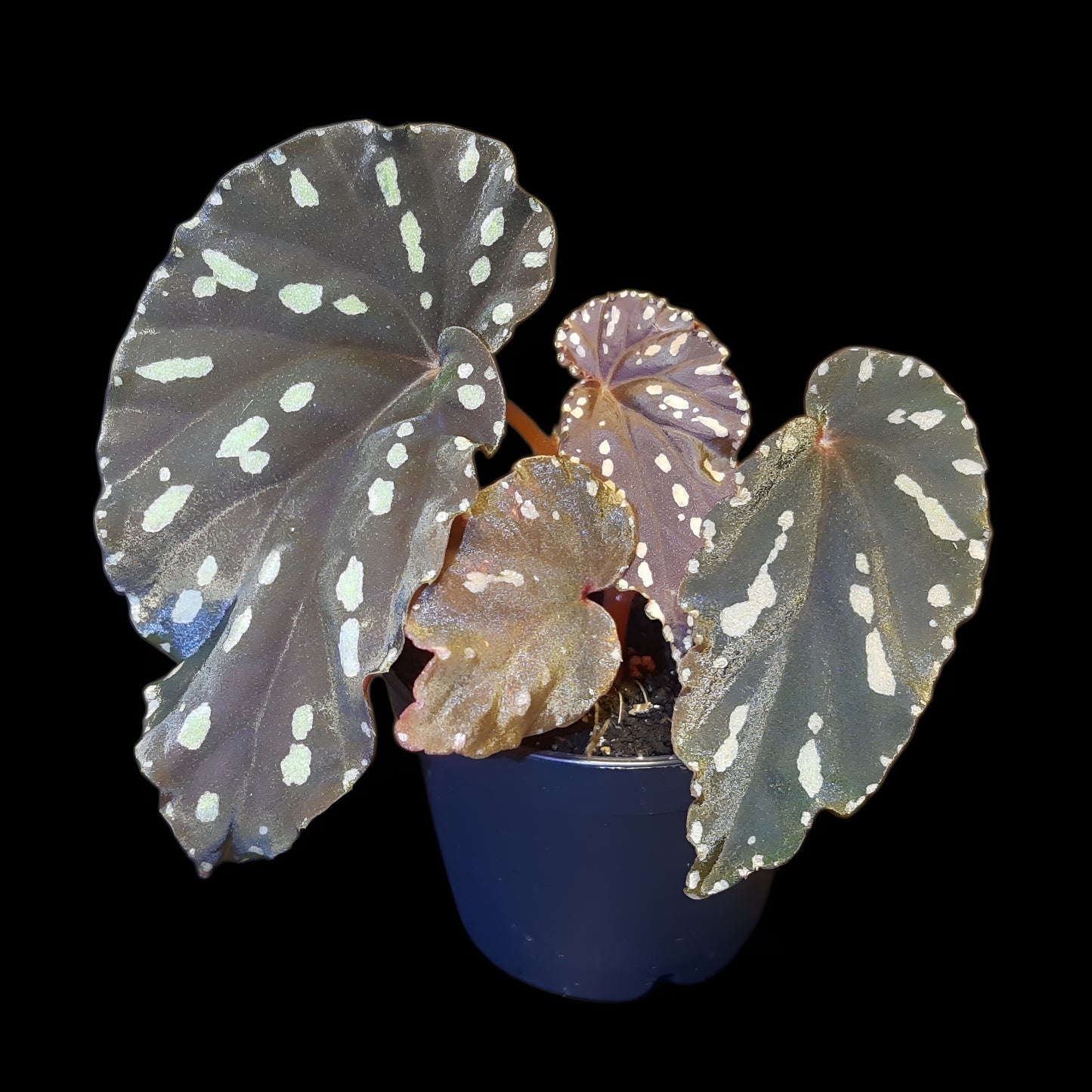 Begonia atricha