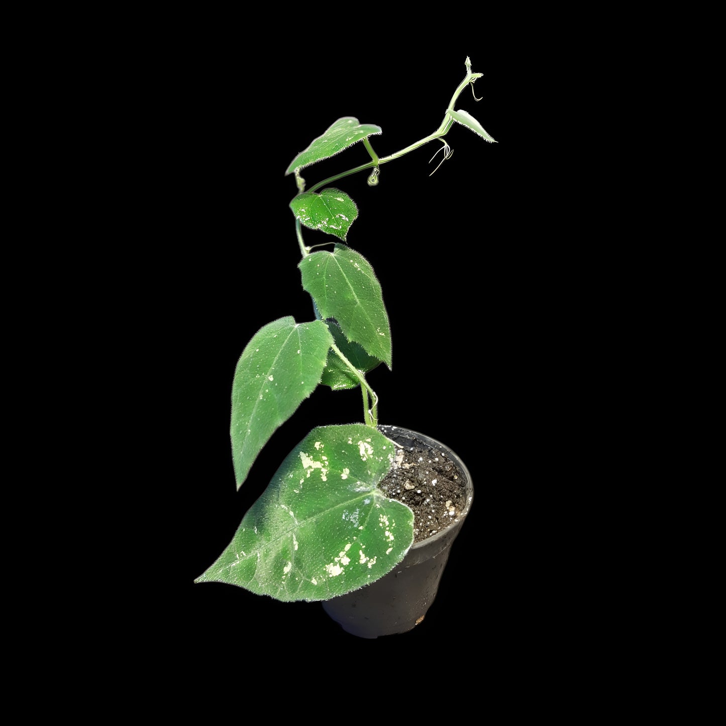 Piper sp. unkown, (Kalimantan, Borneo)