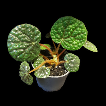 Begonia bullatifolia