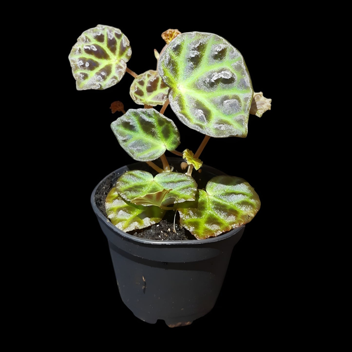 Begonia sarawak × dracopelta
