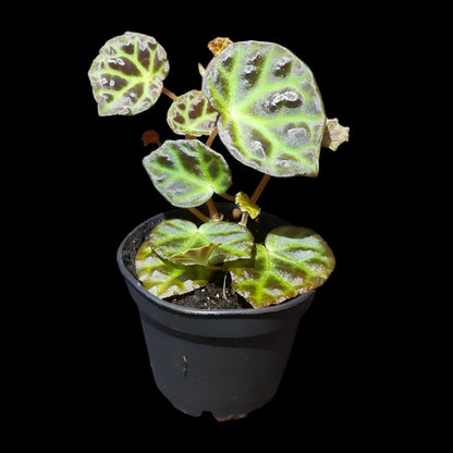 Begonia sarawak × dracopelta