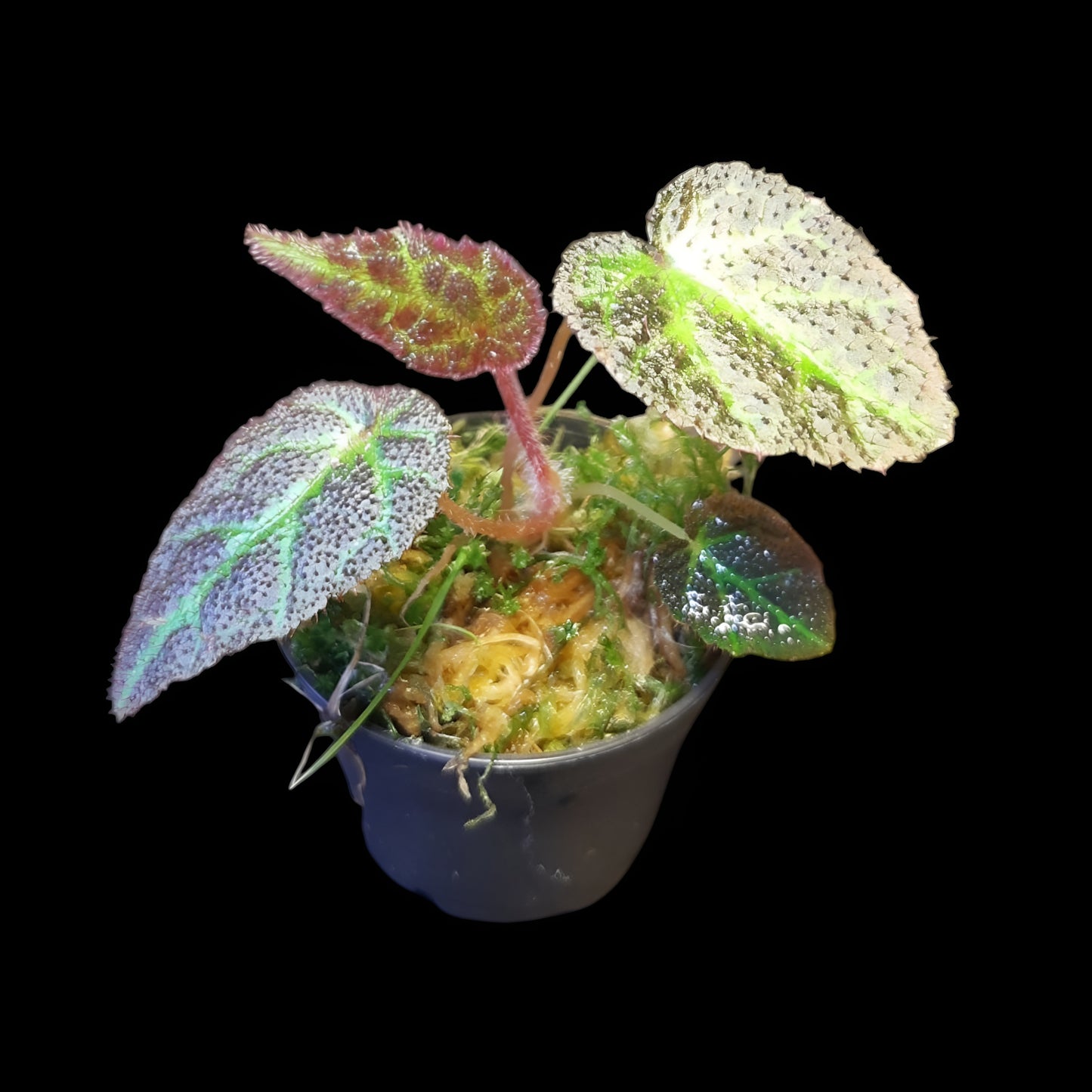 Begonia Sumatra utara