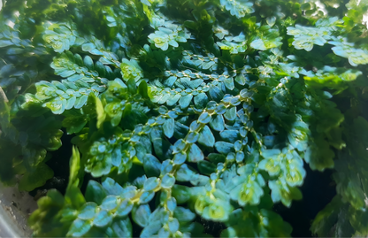 Selaginella uncinata, tropischer Bodendecker