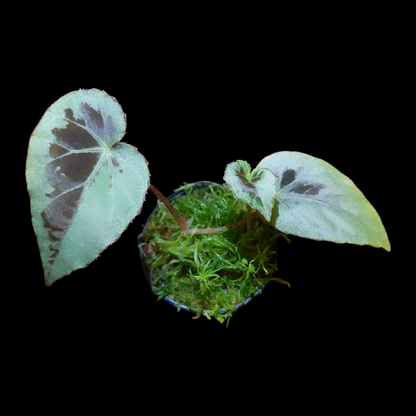Begonia burkillii silver edge