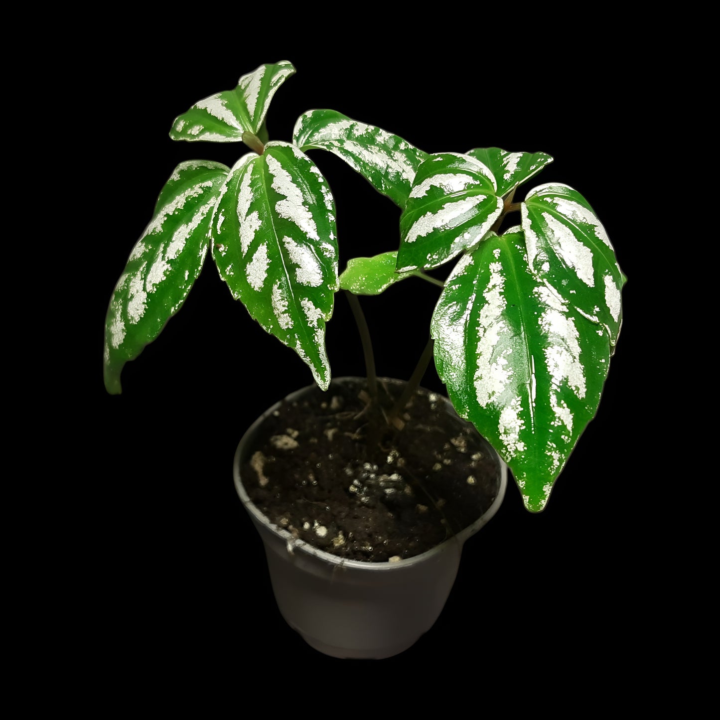 Pilea cadierei