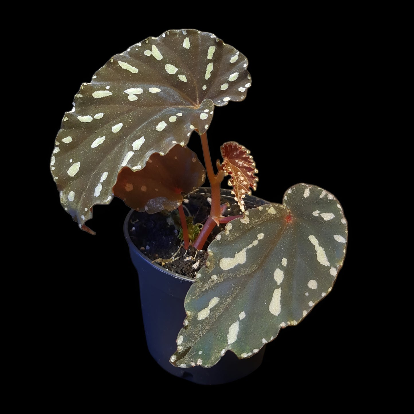 Begonia atricha